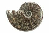 Polished Ammonite (Cleoniceras) Fossil - Madagascar #226299-1